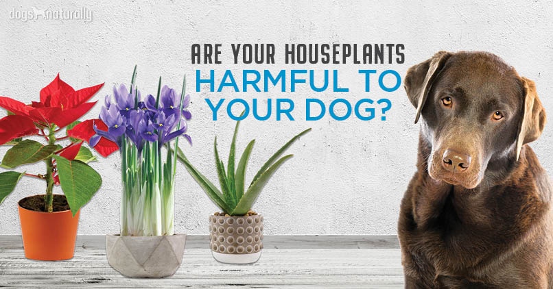 indoor plants not poisonous to dogs