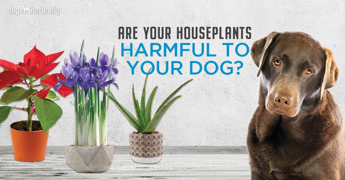 Plants Toxic To Dogs