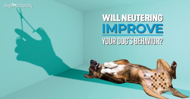 neutered dog aggressive to unneutered dogs