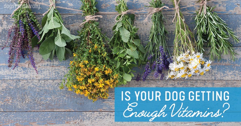 vitamin-rich herbs for dogs