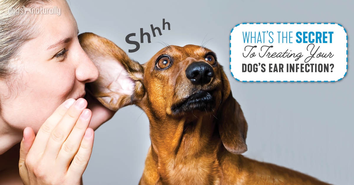 Dog Ear Infections Causes, Treatment And Prevention