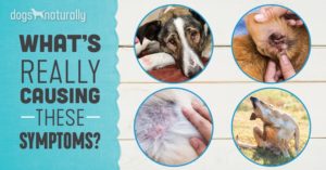 Atopic Dermatitis in Dogs