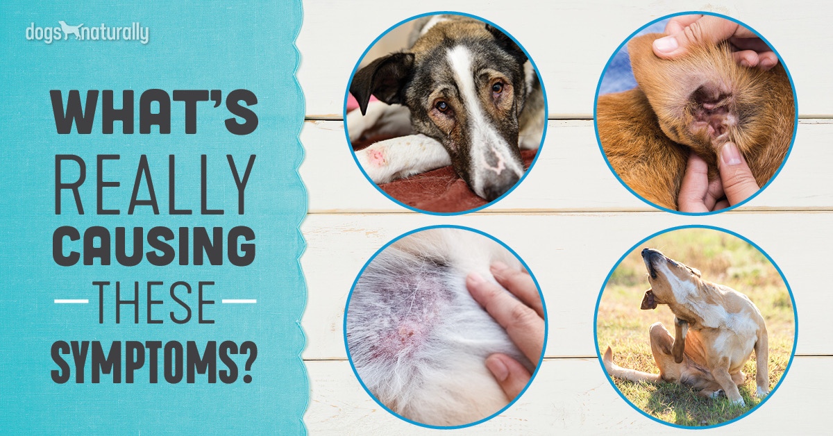 healing hot spots on dogs naturally