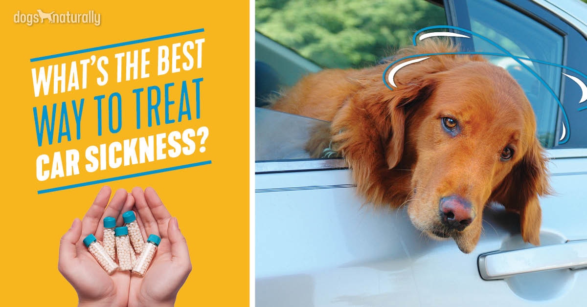 Dog Car Sickness\ufeff: 4 Natural Remedies