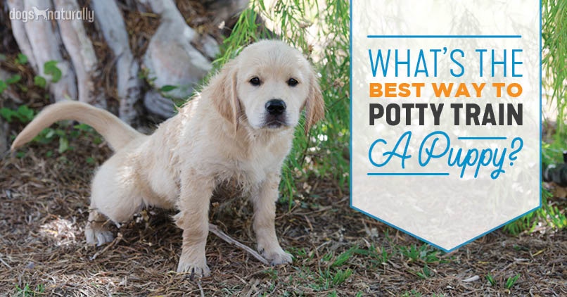 Tips For Potty Training a Puppy