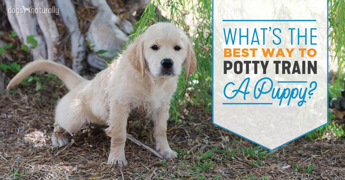 Simple Tips For Potty Training A Puppy