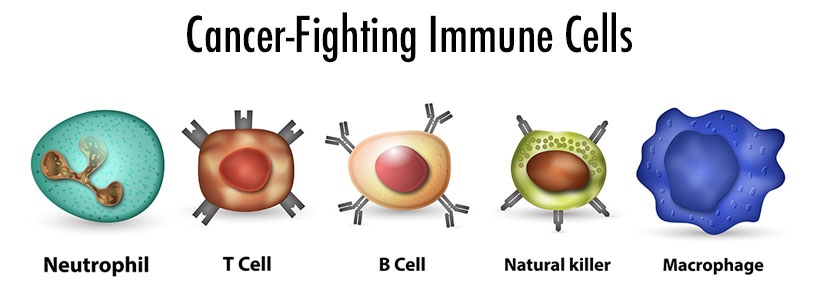 cancer fighting immune cells