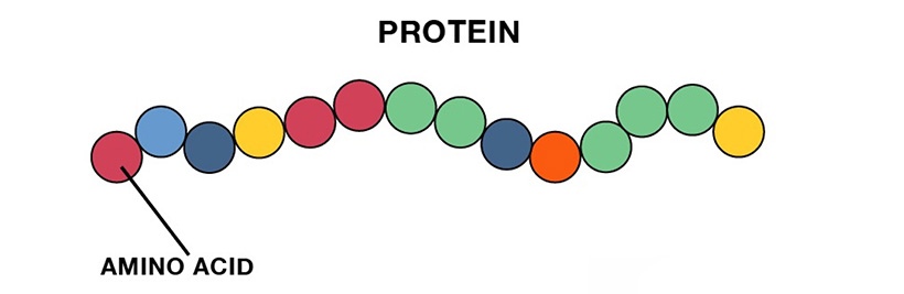 amino acid protein breakdown