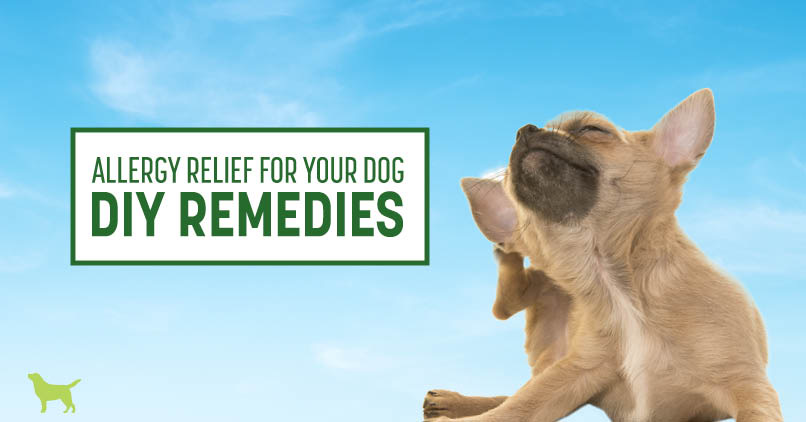 dog allergy remedies for humans