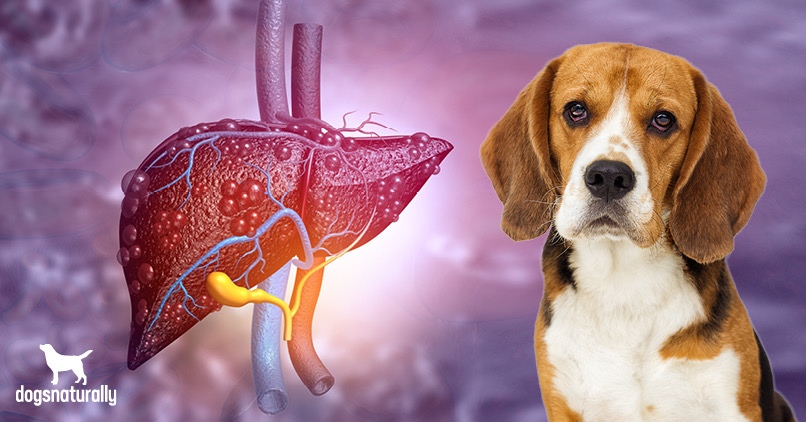 How To Spot The Early Signs Of Liver Disease In Dogs Dogs Naturally