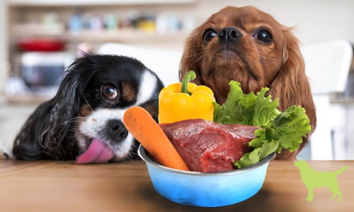 giving dogs raw meat diet