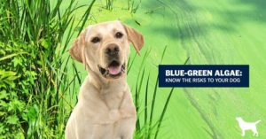 blue-green algae poisoning in dogs