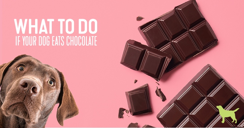 if a dog eats chocolate
