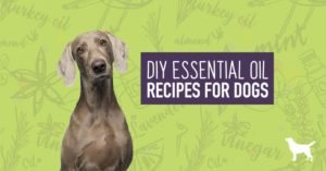 essential oil recipes for dogs