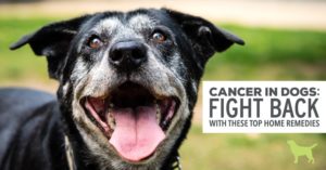 natural remedies for cancer in dogs
