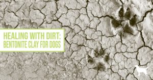 Bentonite Clay For Dogs