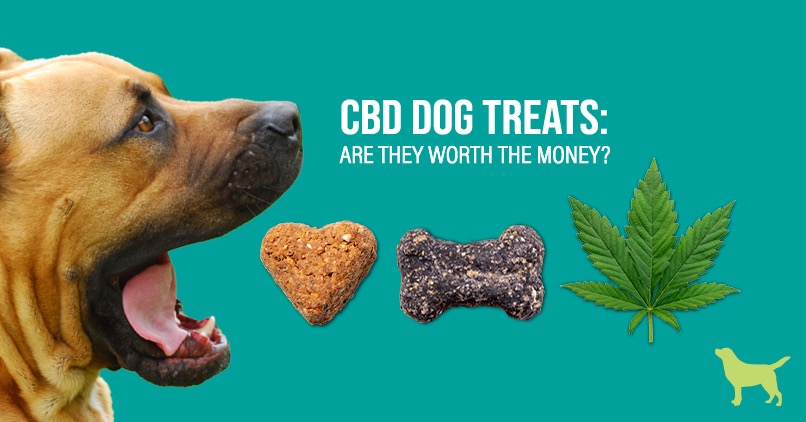 CBD Dog Treats: Are They Worth The Money?
