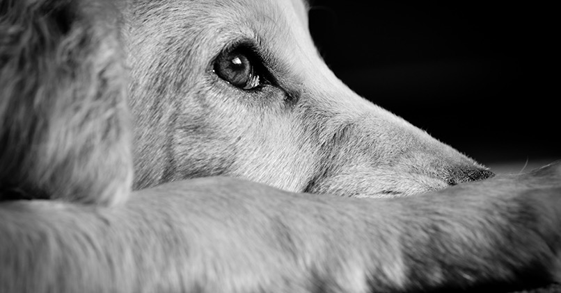 Black and white photo of a dog laying down