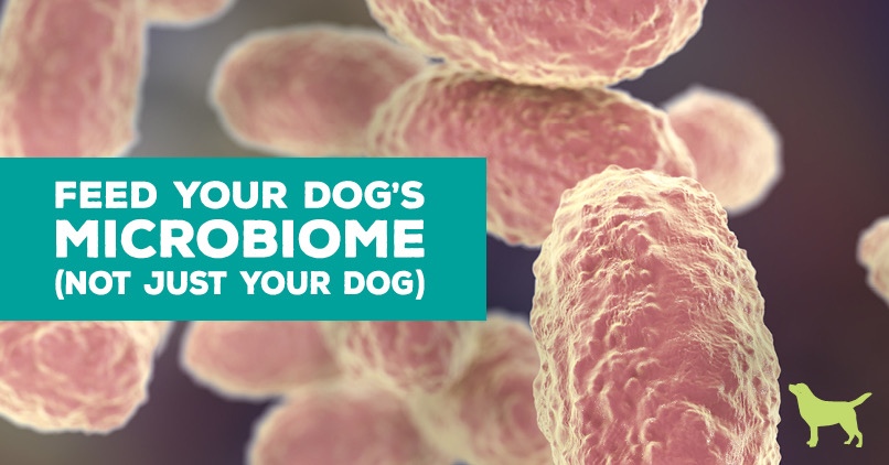 your dog's microbiome