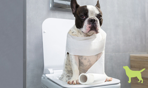 Cause Diarrhea In Your Dog, What Causes Hard Stool In Dogs