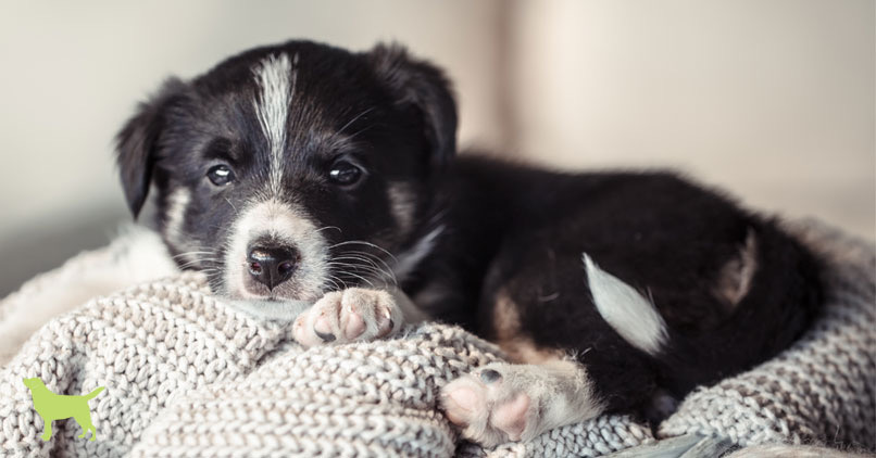 Everything You Need To Know About The Parvovirus Vaccine