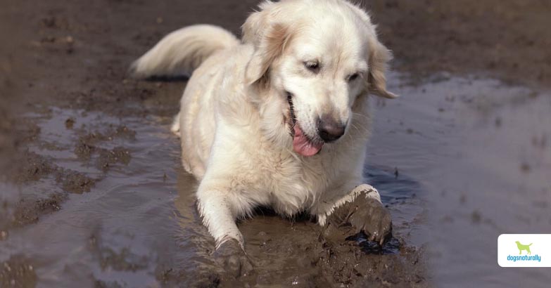 The Benefits Of Soil-Based Probiotics For Dogs - Dogs Naturally
