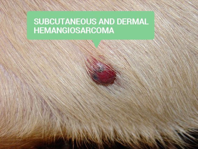 skin Hemangiosarcoma
