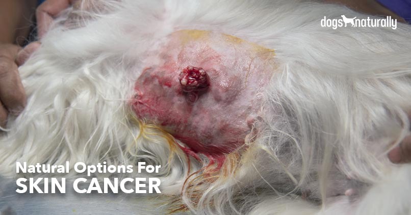 what does cancer in a dog look like