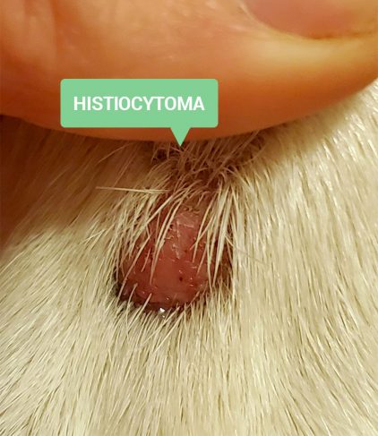 histiocytoma - submitted by a DNM reader after diagnosis from her holistic vet
