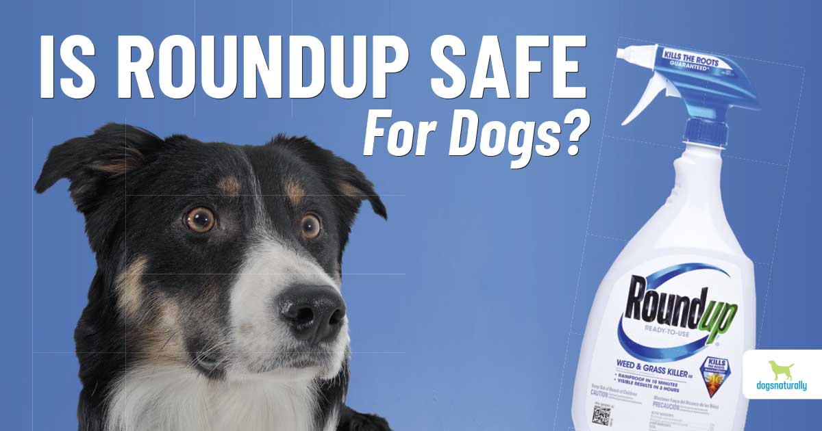 Is Roundup Safe For Dogs? - Dogs Naturally