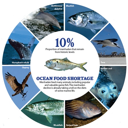 menhaden fish shortage