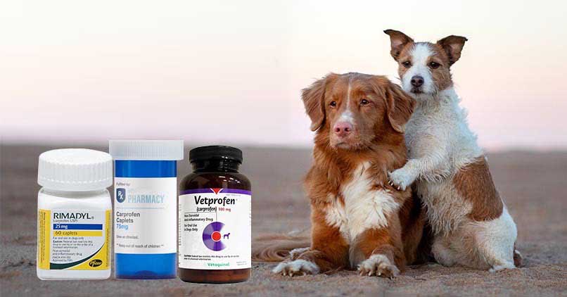 anti inflammatory for dogs carprofen