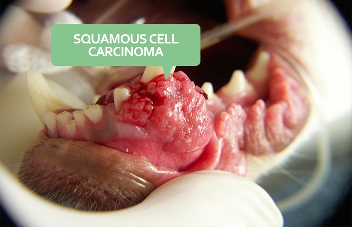 Squamous cell carcinoma in a dog'd mouth