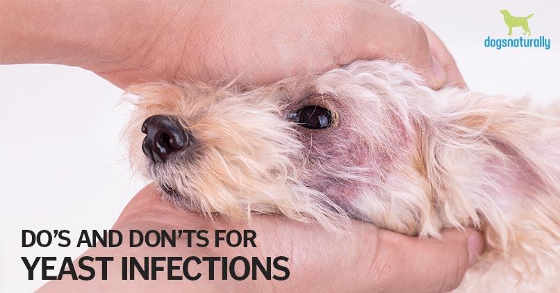 dog ear yeast infection treatment