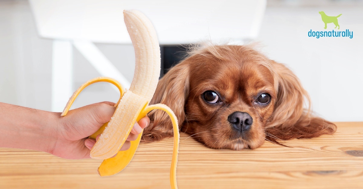 are banana peels good for dogs