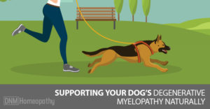 degenerative myelopathy in dogs