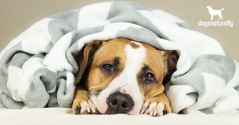 Acid Reflux In Dogs: These DIY 