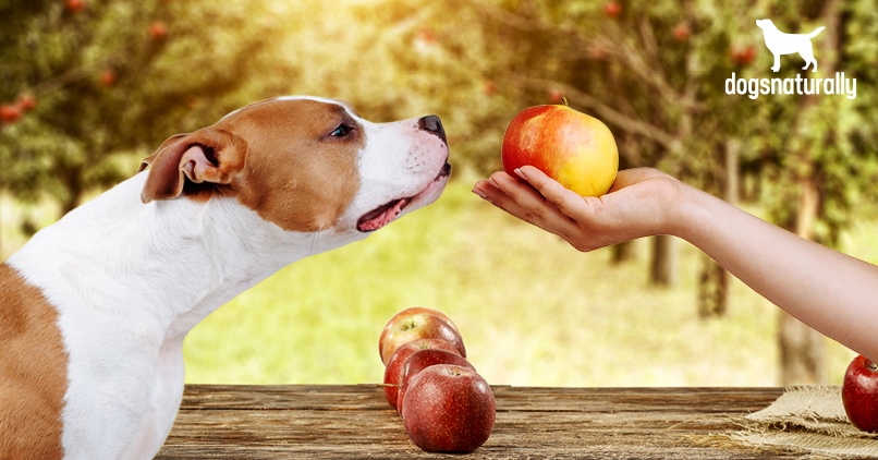 Apples for Dogs