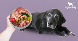 Food For Senior Dogs