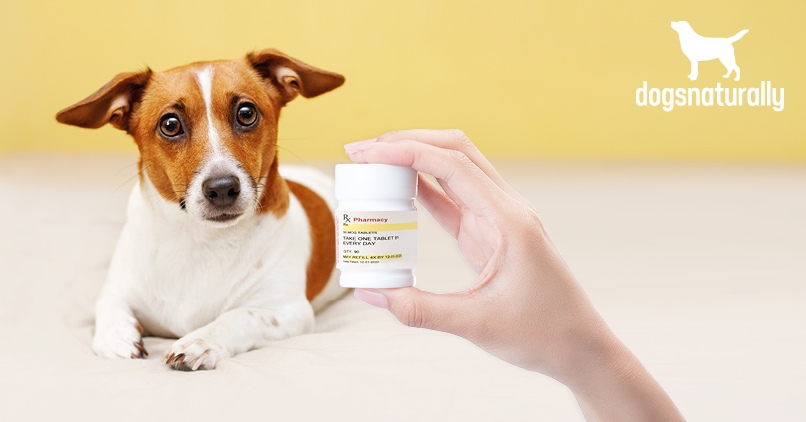 Can I Give My Dog Metronidazole Without Food?
