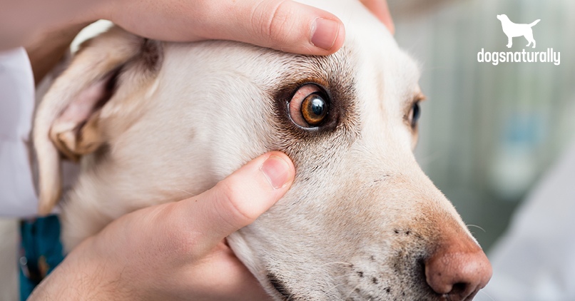 What To Do If Your Dog's Eyes Are Red | Dogs Naturally Magazine