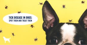 Tick diseases in dogs