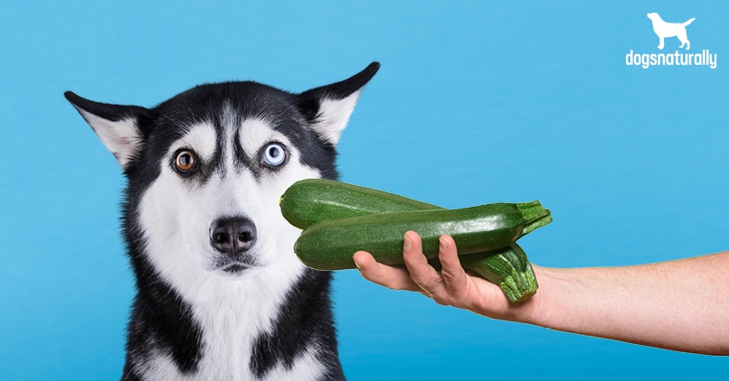 Can Dogs Eat Raw Courgette 