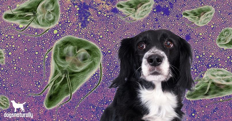 can dogs get giardia from cat poop