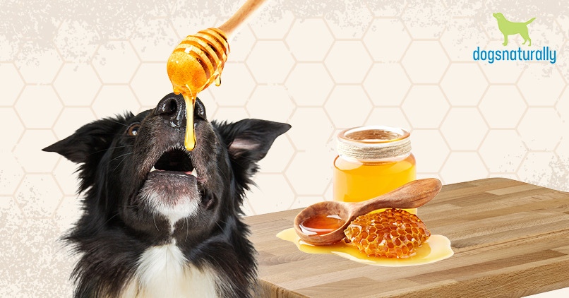 organic honey for dogs
