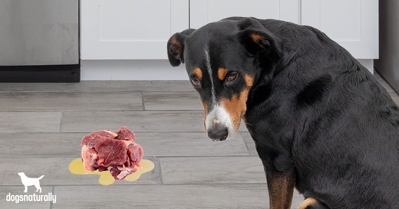 dog throwing up undigested food hours after eating