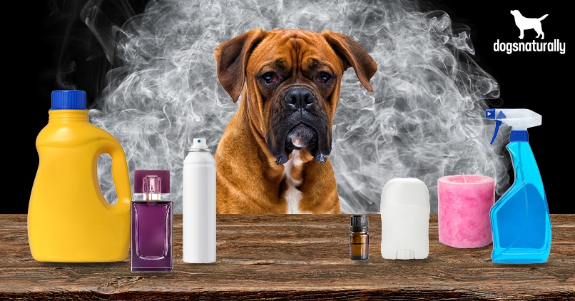 Are Fragrance Oils Safe for Dogs  