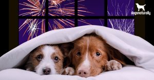 Dog Scared Of Fireworks