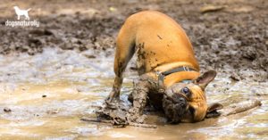 Humic And Fulvic Acid For Dogs