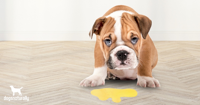 Is Your Dog Throwing Up Yellow Vomit? - Dogs Naturally